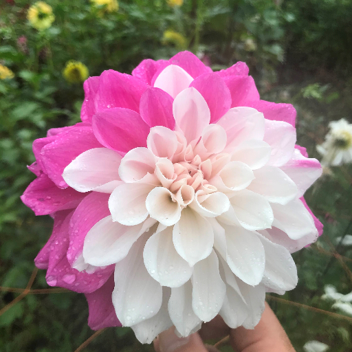 ダリア百科 園芸本 花づくり 花作り 日本ダリア会